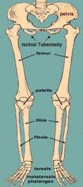 Lower Limb